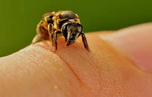 Пчелиный яд лечит многие болезни (Апитерапия)