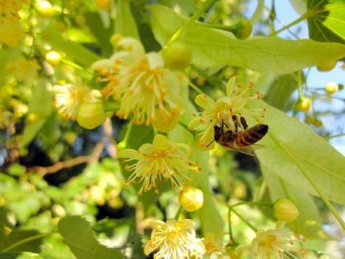 Пчёлы, мёд и медоносные растения