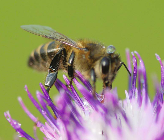 10 интересных фактов о пчёлах