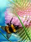 Прополис – пчелиный антибиотик