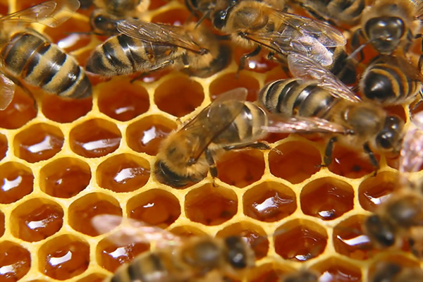 Полезные вещества пчелиного подмора