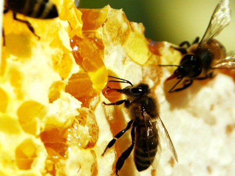 Происхождение прополиса - из чего пчелы делают прополис?