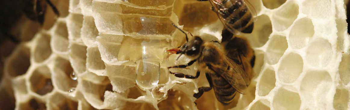 Пчёлы - удивительные насекомые. Интересные факты о пчёлах.