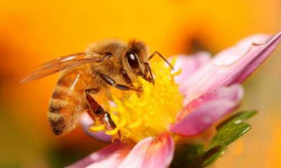 Процесс сбора пчелами натурального мёда очень долгий и интересный