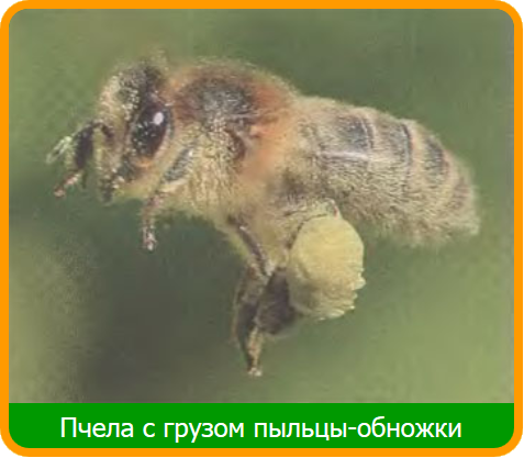 Из цветочной пыльцы пчелы делают пчелиную обножку